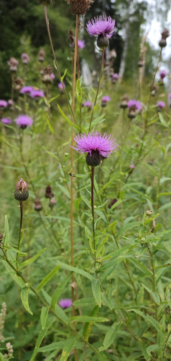 Image of Cirsium serratuloides specimen.