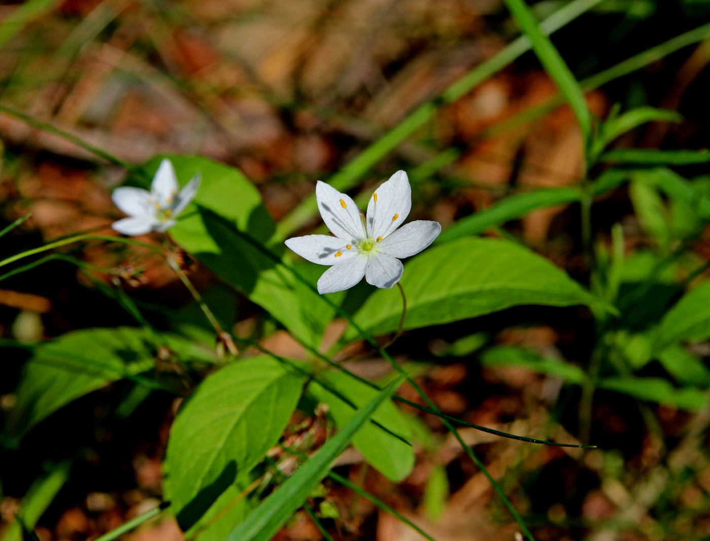 Image of Trientalis europaea specimen.