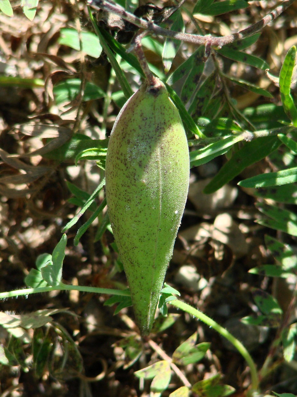 Image of Vincetoxicum sibiricum specimen.