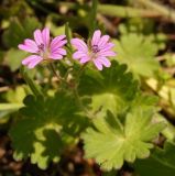 Geranium molle