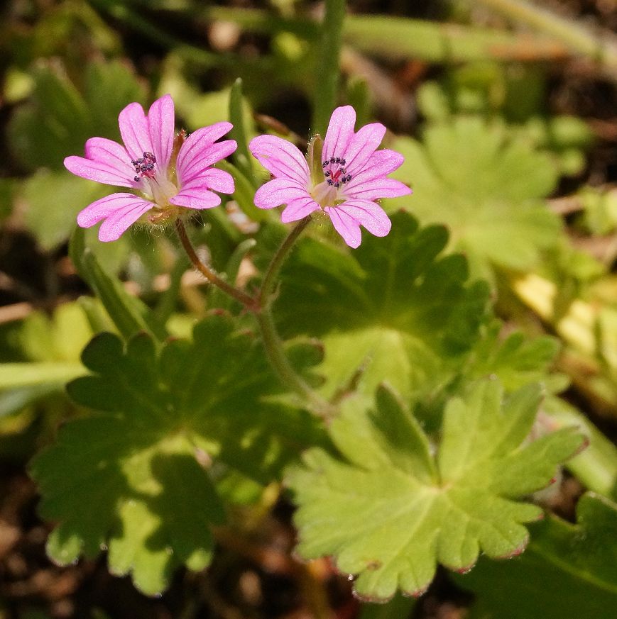 Image of Geranium molle specimen.