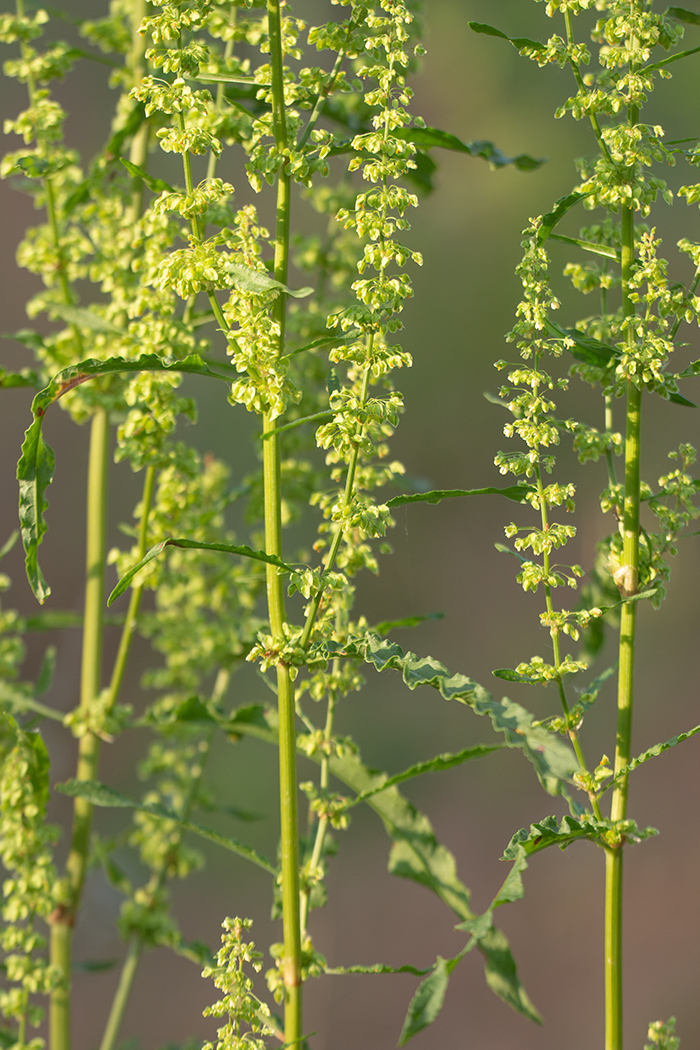 Изображение особи Rumex crispus.