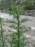 Artemisia tournefortiana