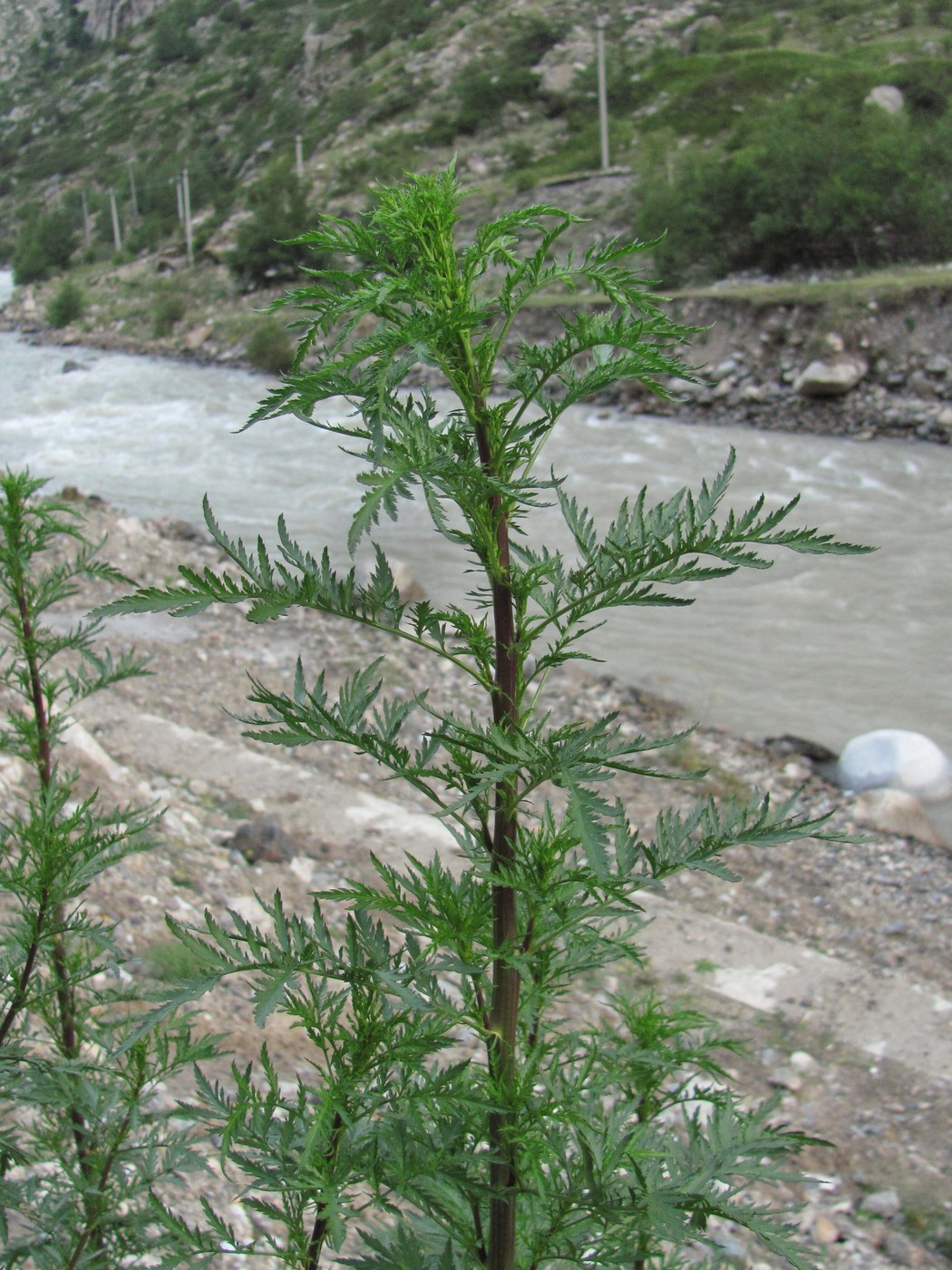 Image of Artemisia tournefortiana specimen.
