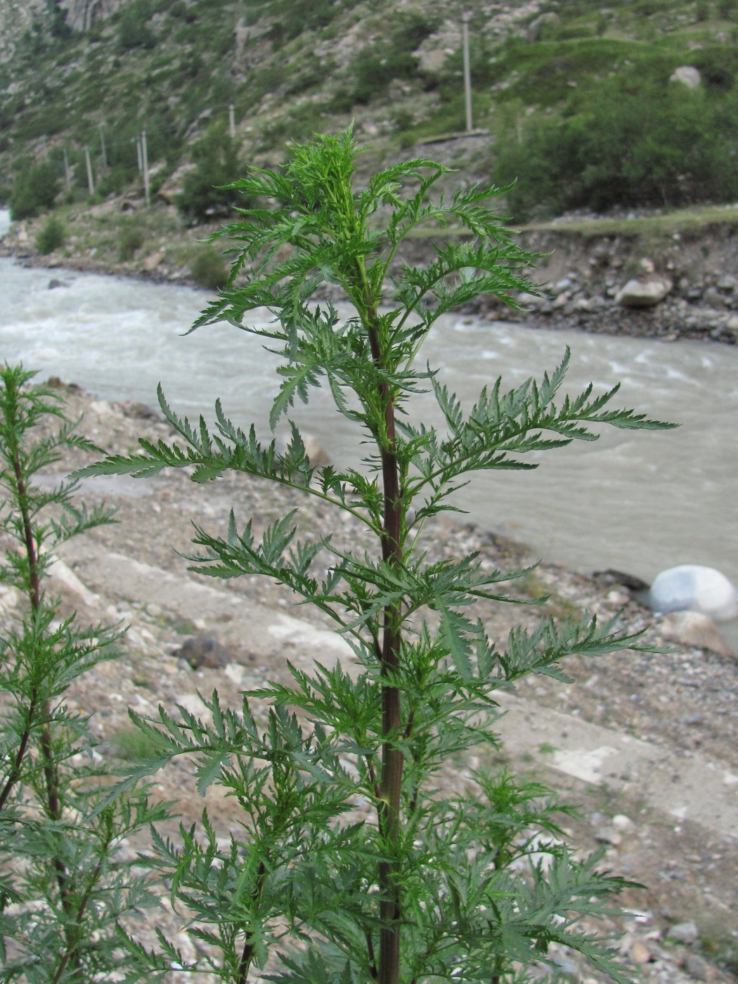 Изображение особи Artemisia tournefortiana.