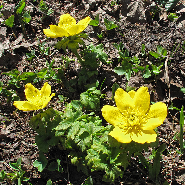 Изображение особи Trollius ranunculinus.