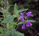 Chamaenerion angustifolium