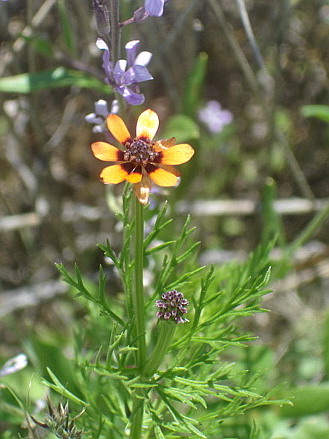 Image of Adonis parviflora specimen.