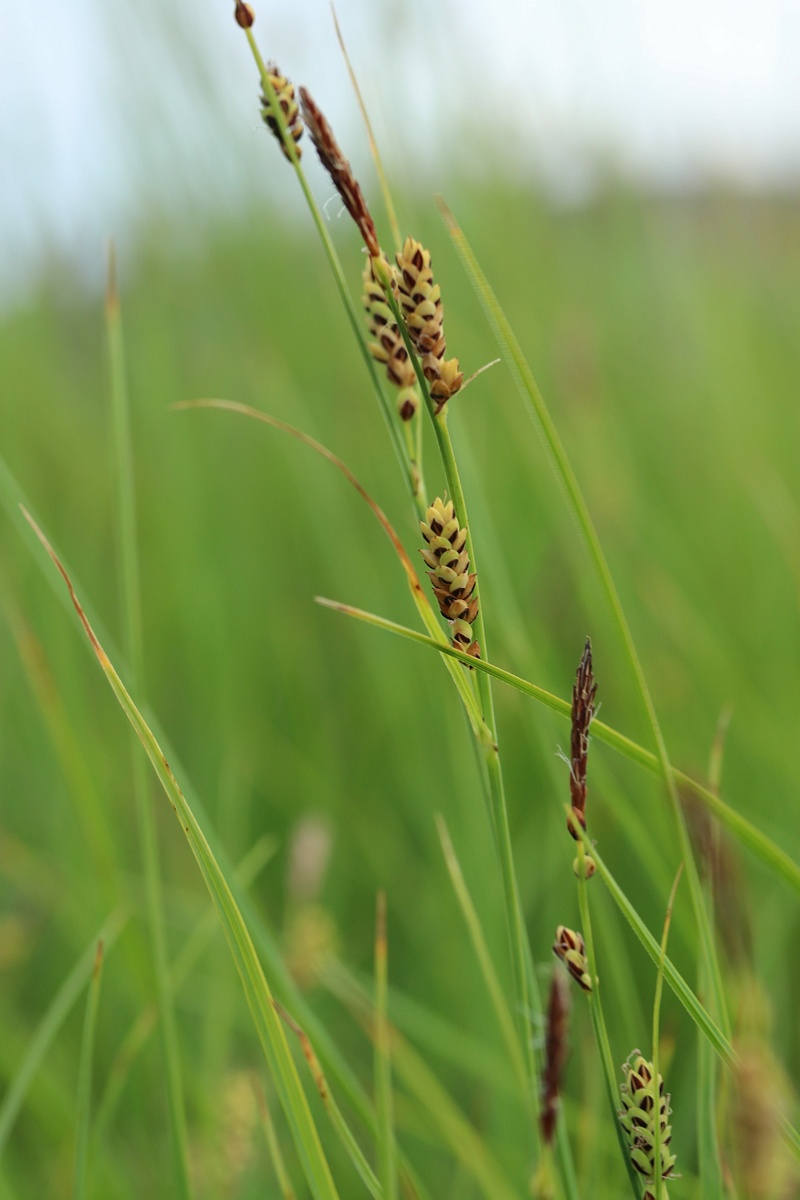 Image of Carex juncella specimen.