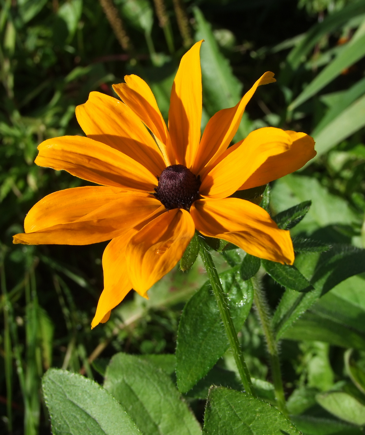 Изображение особи Rudbeckia hirta.