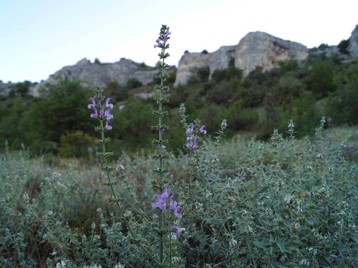 Изображение особи Salvia virgata.