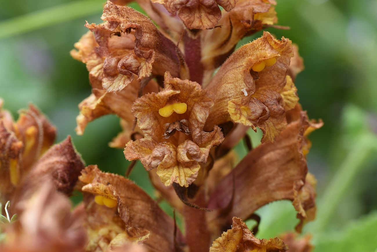 Изображение особи Orobanche alba ssp. xanthostigma.