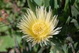 Carpobrotus edulis