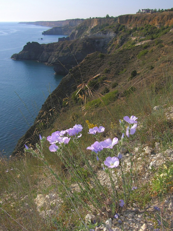 Изображение особи Linum lanuginosum.