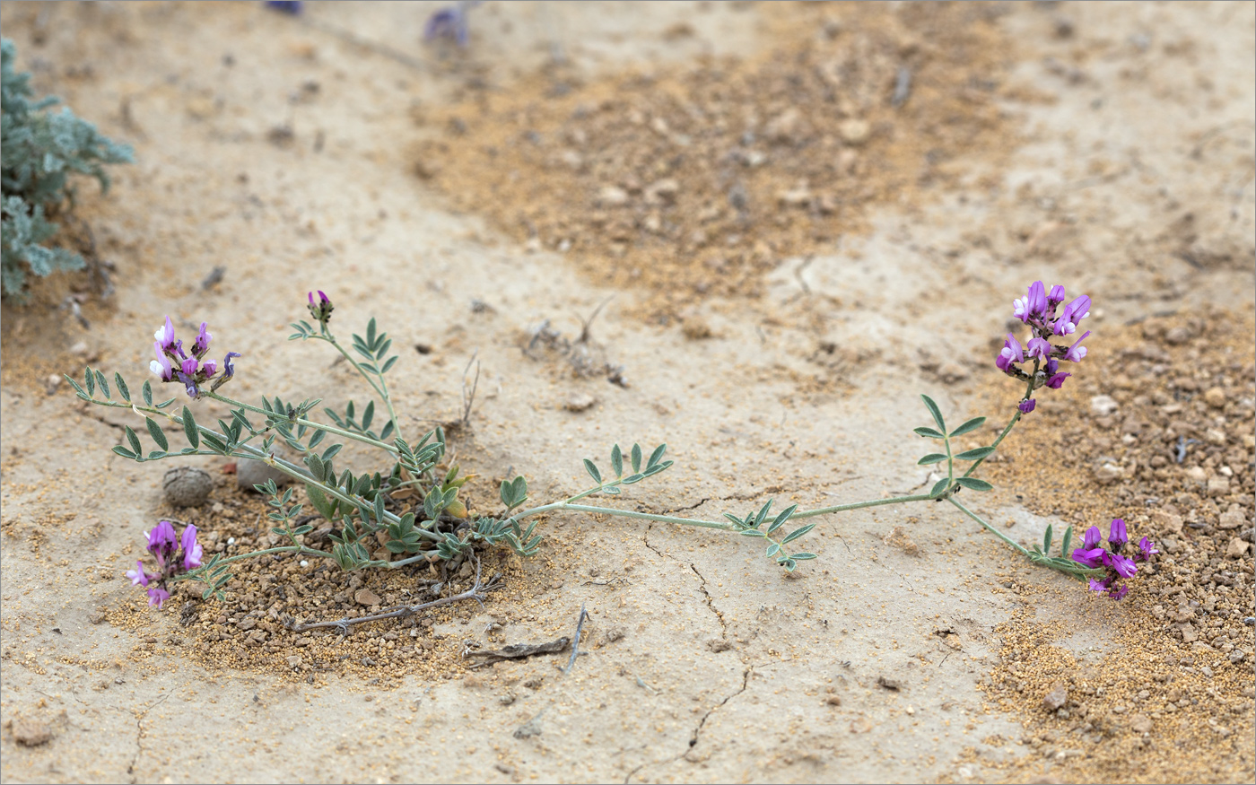 Изображение особи Astragalus ustiurtensis.