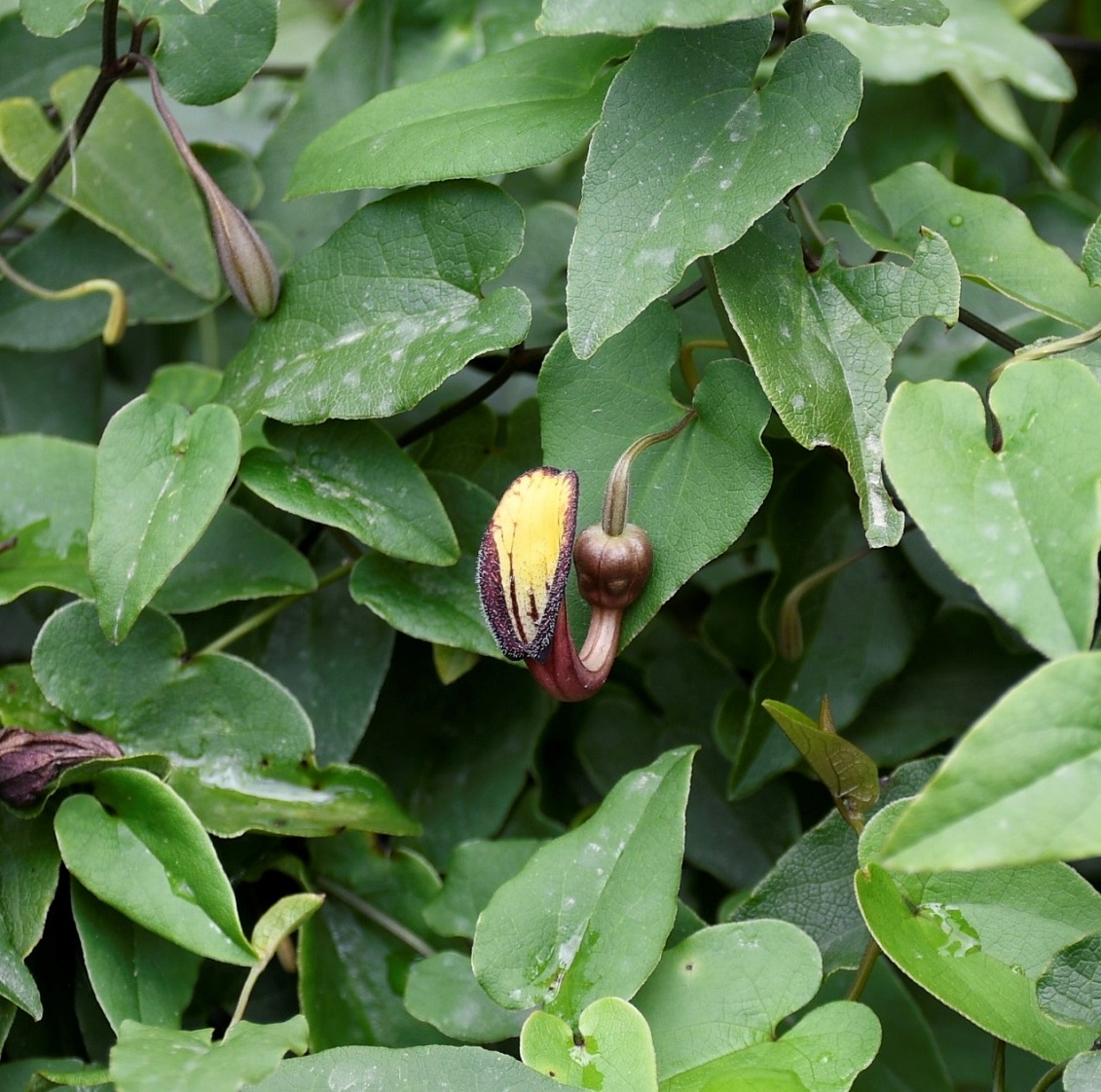 Image of Aristolochia sempervirens specimen.