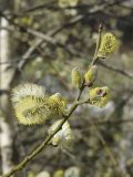 Salix caprea. Верхушка веточки с мужскими соцветиями. Испания, автономное сообщество Каталония, провинция Жирона, комарка Рипольес, муниципалитет Сеткасес, окр. н.п. Сеткасес, ≈1320 м н.у.м., пойма ручья Валь-Льобре. 29.03.2023.