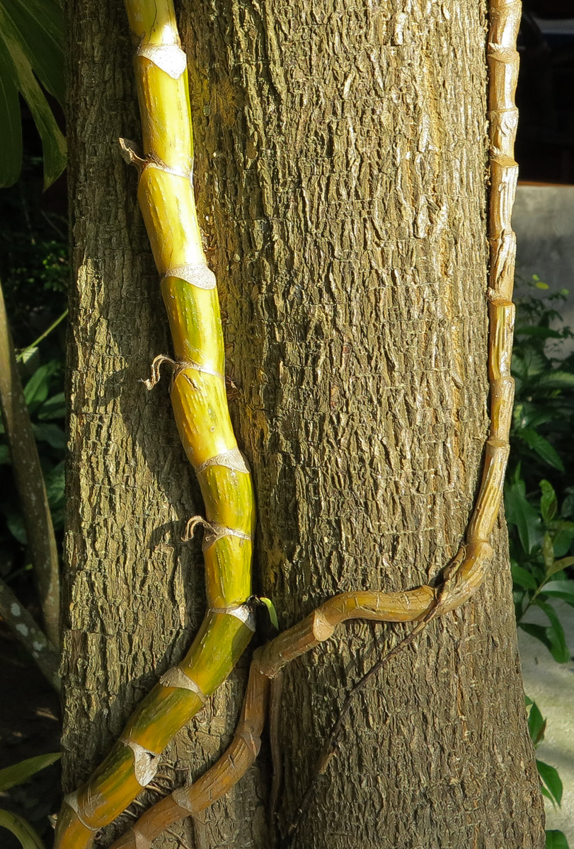 Image of Epipremnum aureum specimen.