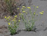 Senecio subdentatus. Цветущие растения. Узбекистан, Ферганская обл., 5 км СЗ г. Коканд, Кокандские пески, частично закреплённые дюны. 18 мая 2023 г.