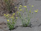 Senecio subdentatus