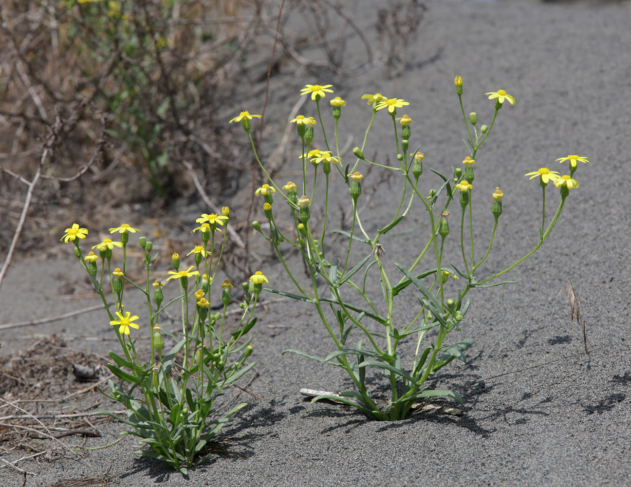 Изображение особи Senecio subdentatus.