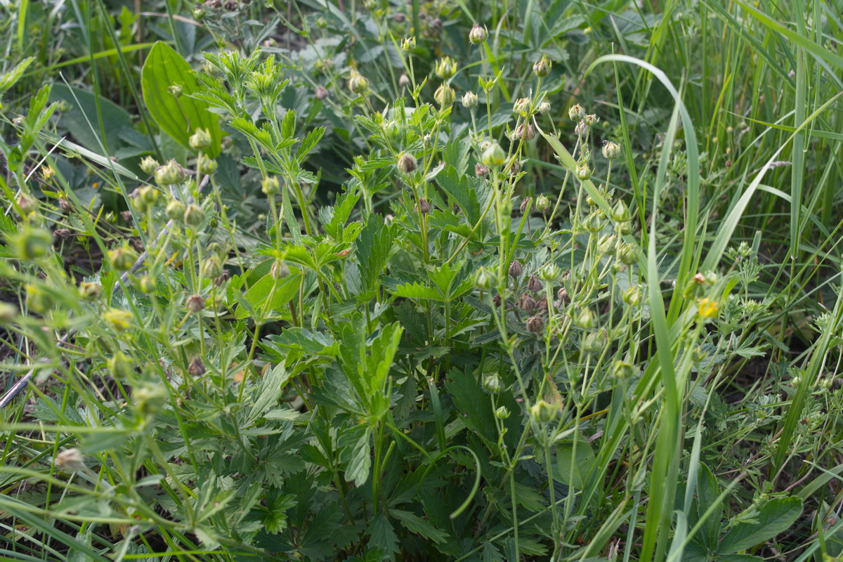 Image of genus Potentilla specimen.