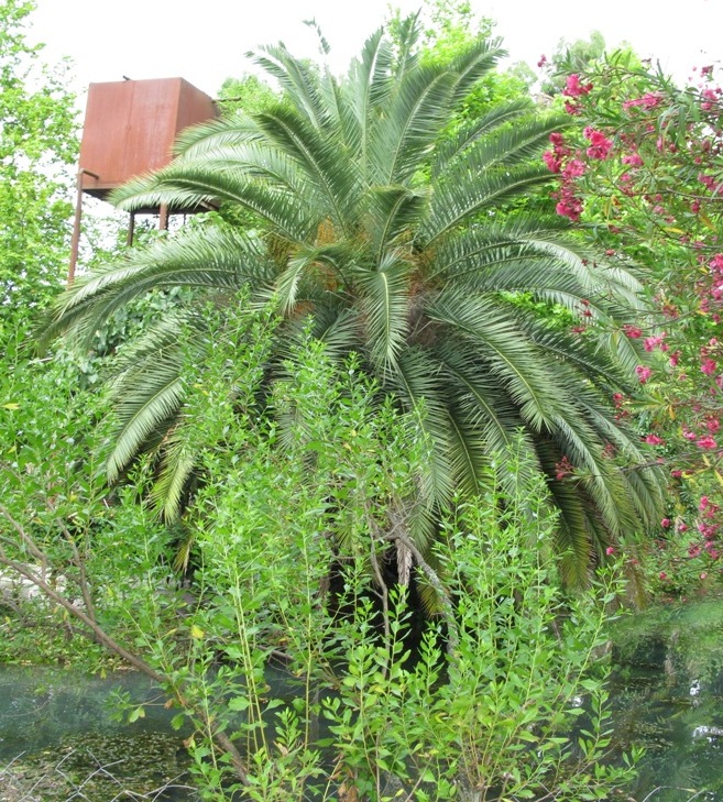 Image of Phoenix canariensis specimen.