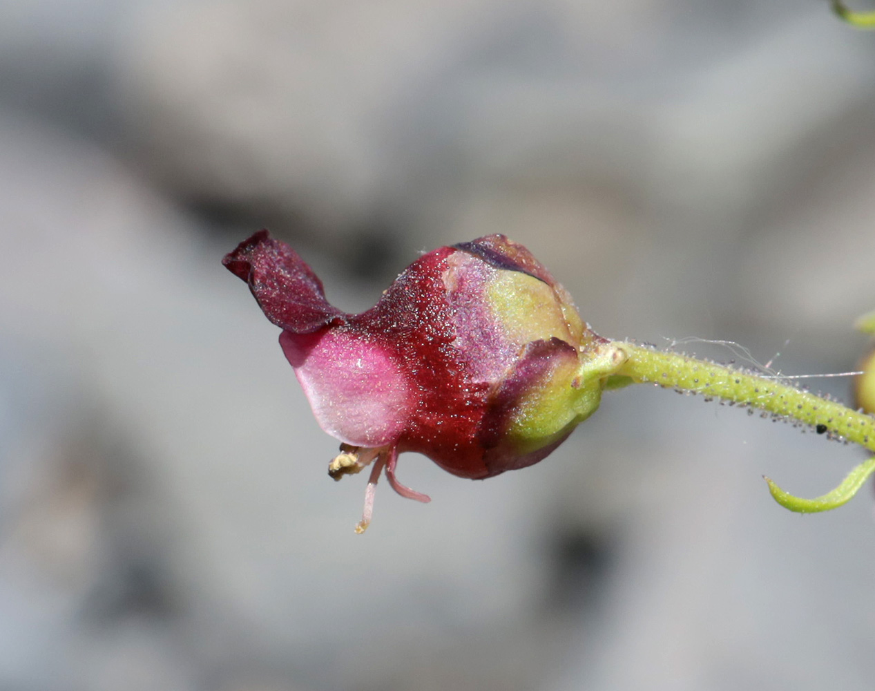 Изображение особи Scrophularia olympica.