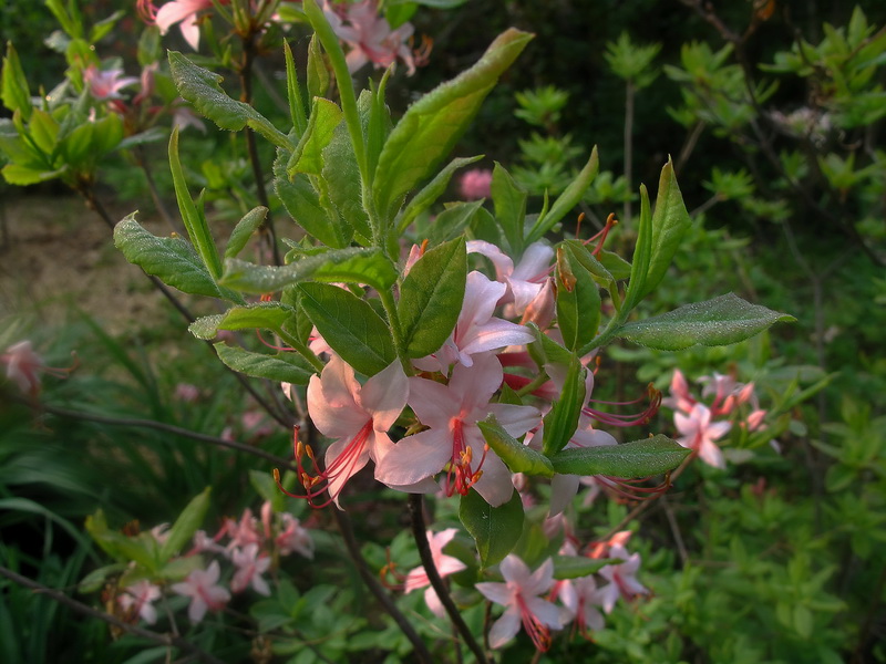 Изображение особи Rhododendron viscosum.