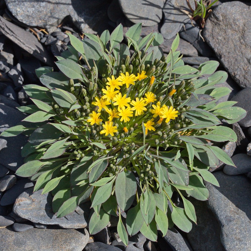 Изображение особи Crepis jacutica.