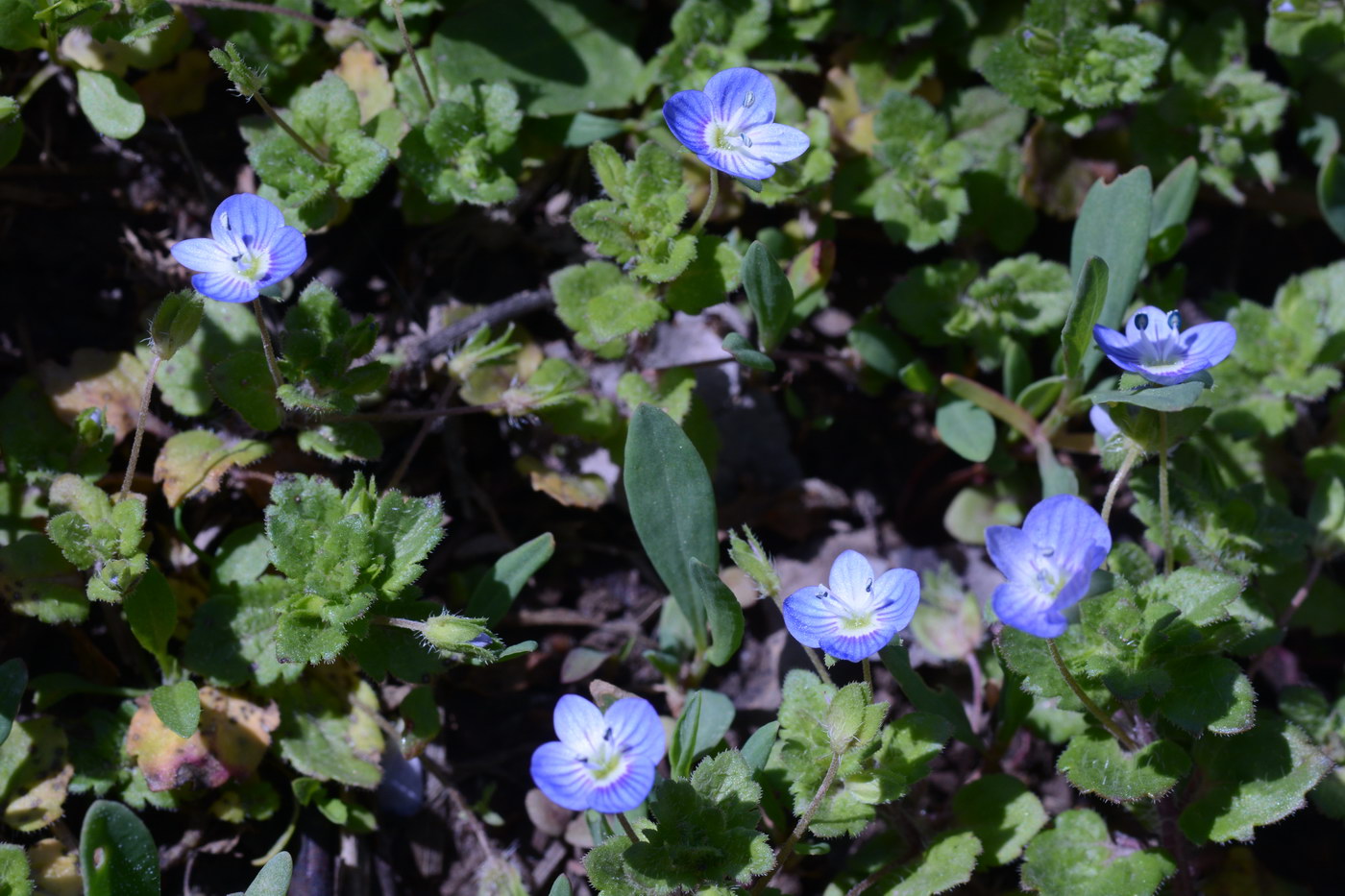 Image of Veronica persica specimen.