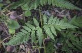 Dryopteris expansa. Нижняя часть вайи. Пермский край, г. Пермь, Кировский р-н, ООПТ \"Сосновый бор\", смешанный лес. 24.08.2023.