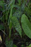 Dactylorhiza urvilleana. Лист. Чечня, Итум-Калинский р-н, окр. пер. Чантыбарз, выс. 2100 м н.у.м, берег ручейка. 7 августа 2023 г.