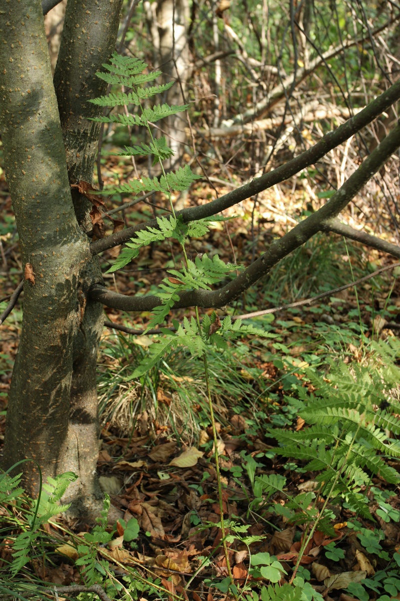 Image of Dryopteris carthusiana specimen.