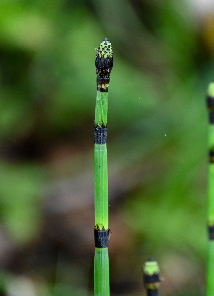 Изображение особи Equisetum hyemale.