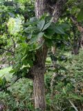 Quercus crispula. Часть ствола взрослого дерева (вокруг видны побеги Sasa). Курильские о-ва, о-в Итуруп, долина р. Водопадная, лиственный лес. 17.08.2023.
