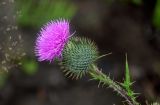 Cirsium vulgare. Соцветие. Курильские о-ва, о-в Кунашир, бухта Головнина, окраина песчаного пляжа. 18.08.2022.