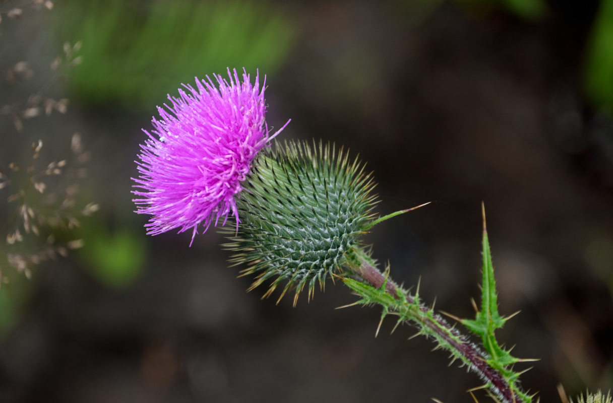 Изображение особи Cirsium vulgare.