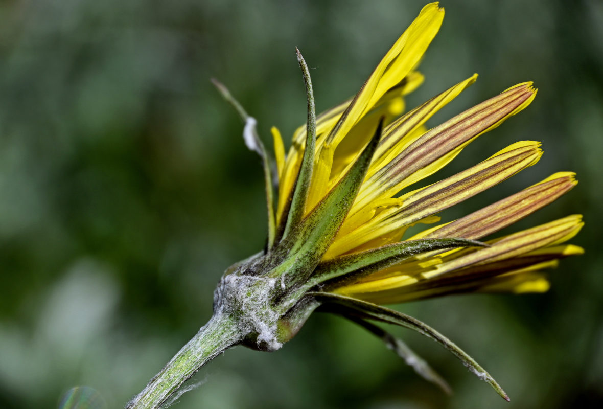 Изображение особи род Tragopogon.