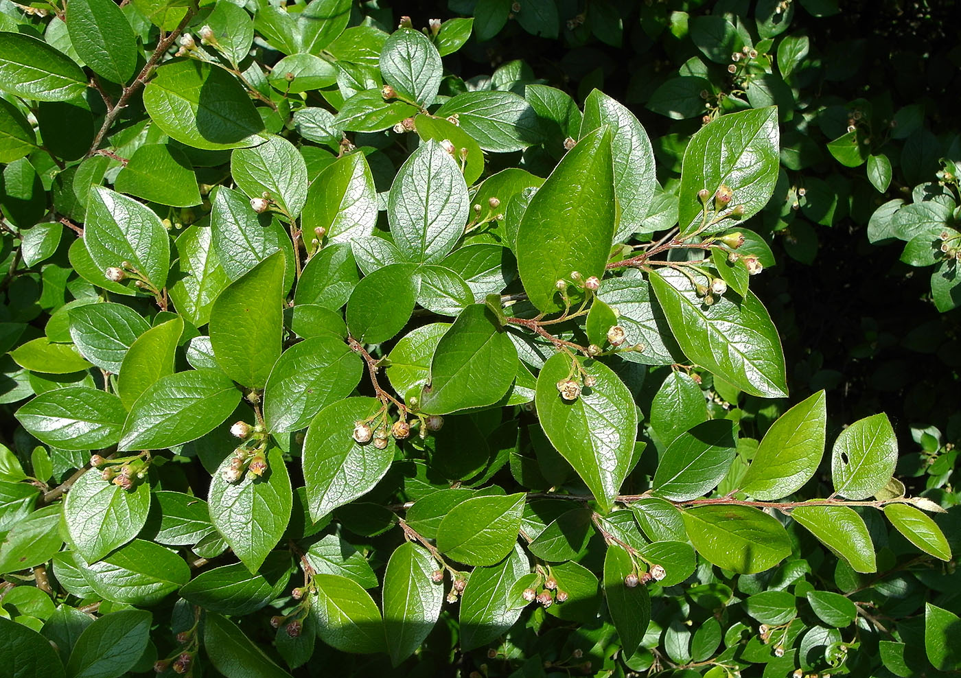 Image of Cotoneaster lucidus specimen.