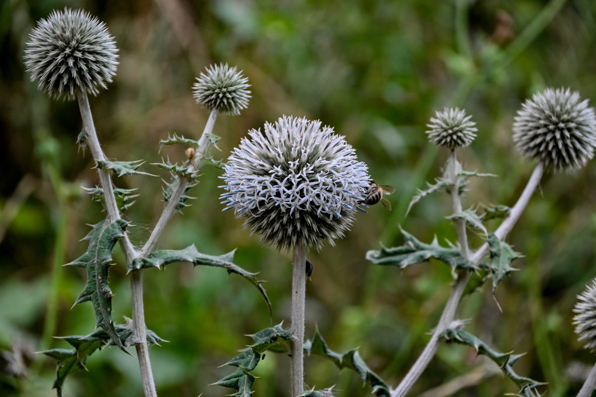 Изображение особи Echinops sphaerocephalus.