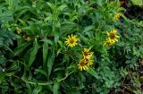 Arnica sachalinensis