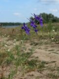 Delphinium consolida