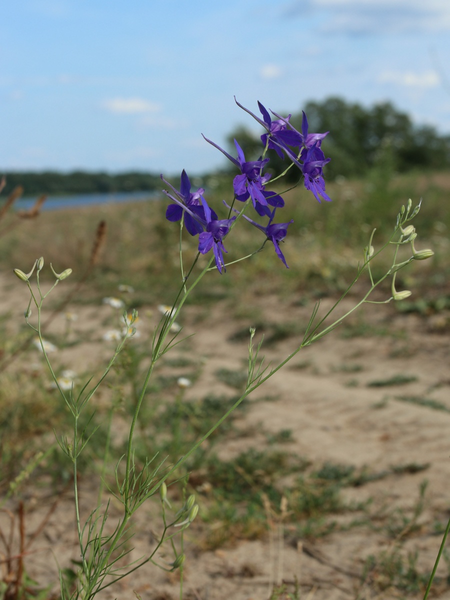 Image of Delphinium consolida specimen.