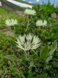 Centaurea cheiranthifolia