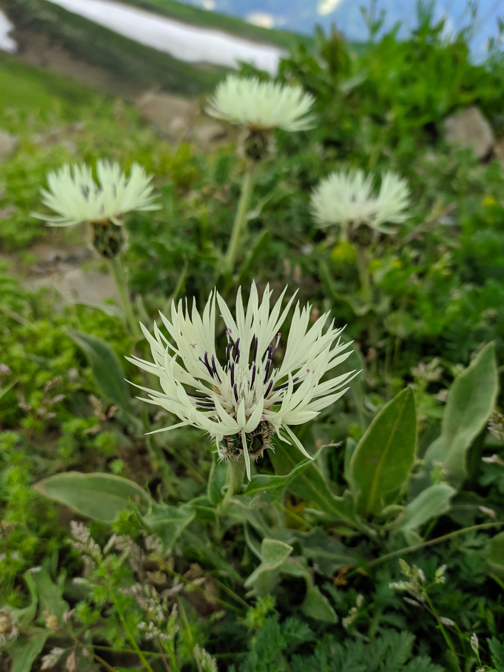 Изображение особи Centaurea cheiranthifolia.