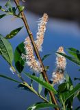 род Salix. Часть ветви с раскрывшимися соплодиями. Красноярский край, Таймырский Долгано-Ненецкий р-н, плато Путорана, устье р. Кутарамакан, затопленная часть каменистого пляжа. 23.07.2023.