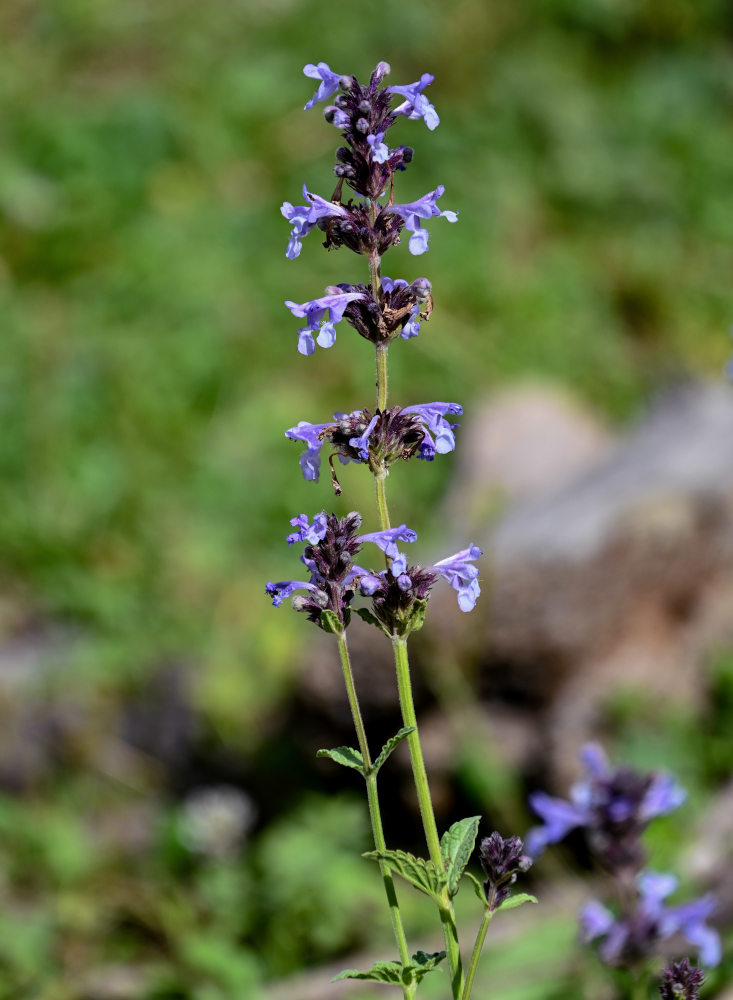 Image of Nepeta bucharica specimen.