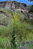 Verbascum speciosum. Цветущее растение в сообществе с Vicia. Грузия, Самцхе-Джавахети, окр. пещерного монастыря Вардзиа, луговой склон у подножия скалы. 13.06.2023.