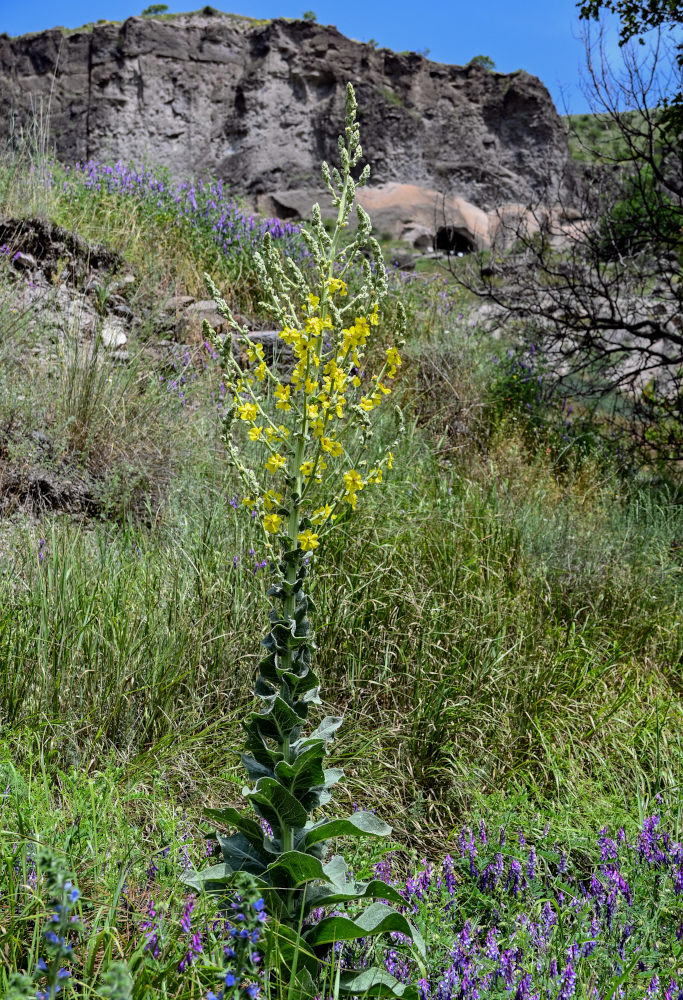 Изображение особи Verbascum speciosum.